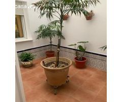 ESTUPENDO PISO CON PATIOS ENTRE EL CENTRO Y  LA PLAYA