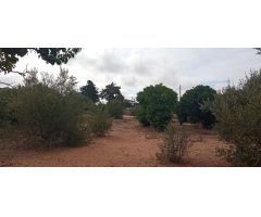 PARCELA SEGREGADA EN EL MARQUESADO