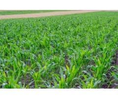 Estupenda finca, en suelo Urbano No consolidado, en la zona de Canteruelas altas.