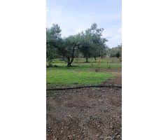 Terreno rural en Venta en Santes Creus, Tarragona