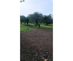 Terreno rural en Venta en Santes Creus, Tarragona