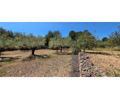 Preciosa Finca Rústica de 4.969 M2 en El Perelló con olivos centenarios