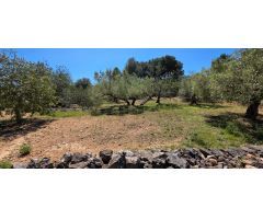 Preciosa Finca Rústica de 4.969 M2 en El Perelló con olivos centenarios