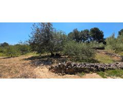 Preciosa Finca Rústica de 4.969 M2 en El Perelló con olivos centenarios