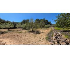 Preciosa Finca Rústica de 4.969 M2 en El Perelló con olivos centenarios