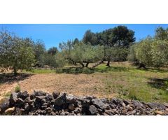 Preciosa Finca Rústica de 4.969 M2 en El Perelló con olivos centenarios