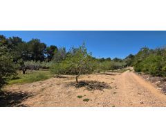 Preciosa Finca Rústica de 4.969 M2 en El Perelló con olivos centenarios