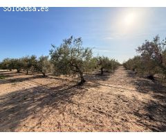 Magnifico Chalet en Las Bayas Elche