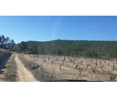 TERRENO RUSTICO EN REQUENA  8 HECTAREAS -80.000 METROS