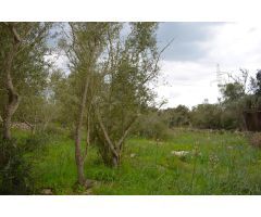 Finca rústica con proyecto aprobado en Costitx