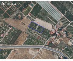 Terreno en producción con 257 limoneros – listo para invertir