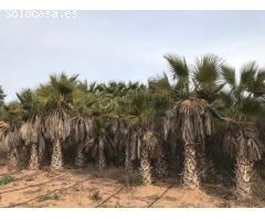 Terreno rústico no urbanizable en Benidorm con excelentes accesos