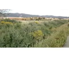 Terreno urbanizable en venta en camino de Salabosque, La Alberca Murcia