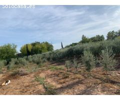 ZONA ALAMILLO - ESCRITURAS - Parcela de terreno de 2.500 m2 con agua y luz