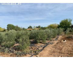 ZONA ALAMILLO - ESCRITURAS - Parcela de terreno de 2.500 m2 con agua y luz