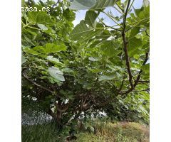 PRECIOSA PARCELA A SOLO 6 MINUTOS DE CORDOBA