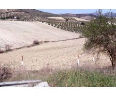 PARCELA RUSTICA EN MOCLIN
