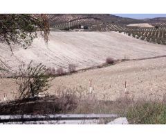 PARCELA RUSTICA EN MOCLIN