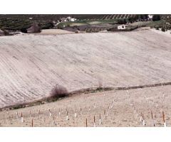 PARCELA RUSTICA EN MOCLIN