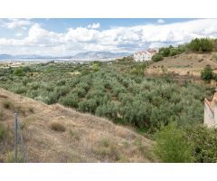 Venta de finca rústica de 77 olivos en Otura (Granada)