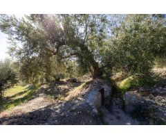 Terreno Rustico con Olivos Centenarios