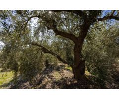 Terreno Rustico con Olivos Centenarios