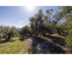 Terreno Rustico con Olivos Centenarios