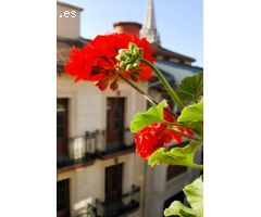 Se alquila bonito apartamento en el centro del casco viejo