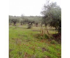 Finca en Venta en Malpartida de Cáceres, Cáceres