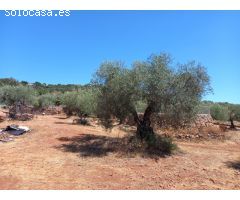 Finca de Olivos en la Montaña