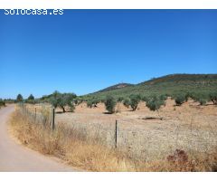 Finca de Olivos en la Montaña