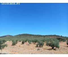 Finca de Olivos en la Montaña