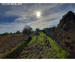 Olivar con una construcción para reformar de unos 26 metros