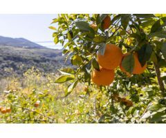 VENTA DE ESTUPENDO TERRENO URBANO EN EL VALLE