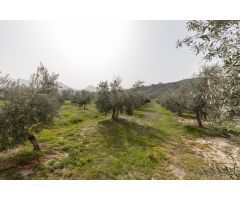 PARCELA DE 2.000 m2 CON NAVE DE 200 m2.