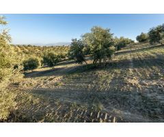 FINCA DE OLIVOS EN LAS GABIAS