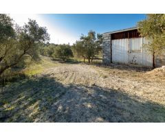 FINCA DE OLIVOS EN LAS GABIAS