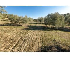 FINCA DE OLIVOS EN LAS GABIAS