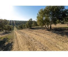 FINCA DE OLIVOS EN LAS GABIAS