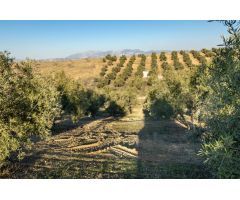 FINCA DE OLIVOS EN LAS GABIAS