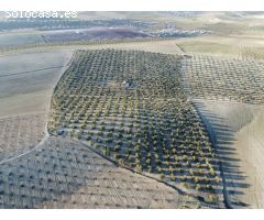 FINCA DE OLIVOS LAS GABIAS