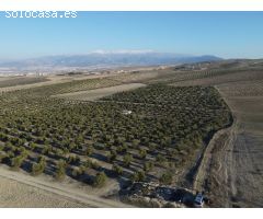 FINCA DE OLIVOS LAS GABIAS