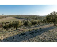 FINCA DE OLIVOS LAS GABIAS
