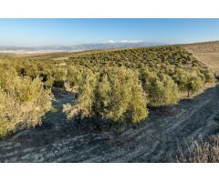FINCA DE OLIVOS LAS GABIAS