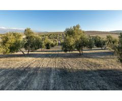 FINCA DE OLIVOS LAS GABIAS