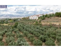 Venta de finca rústica de 77 olivos en Otura (Granada)