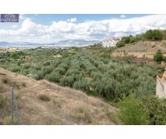 Venta de finca rústica de 77 olivos en Otura (Granada)