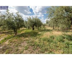 Venta de finca rústica de 77 olivos en Otura (Granada)