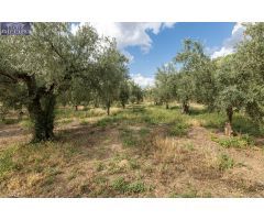 Venta de finca rústica de 77 olivos en Otura (Granada)