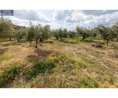 Venta de finca rústica de 77 olivos en Otura (Granada)
